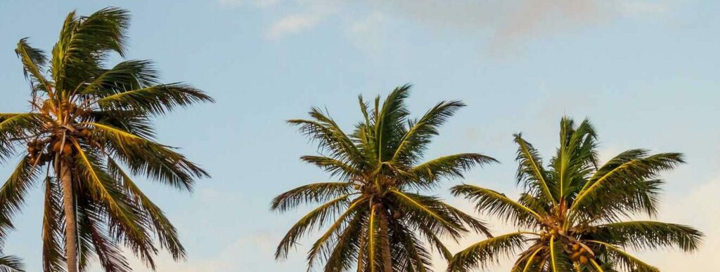 Annonce vente Exemple 6